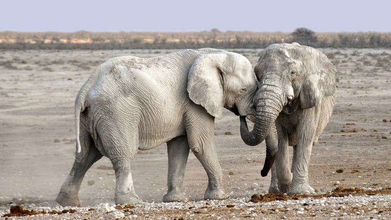 Serengeti National Park, Tanzania